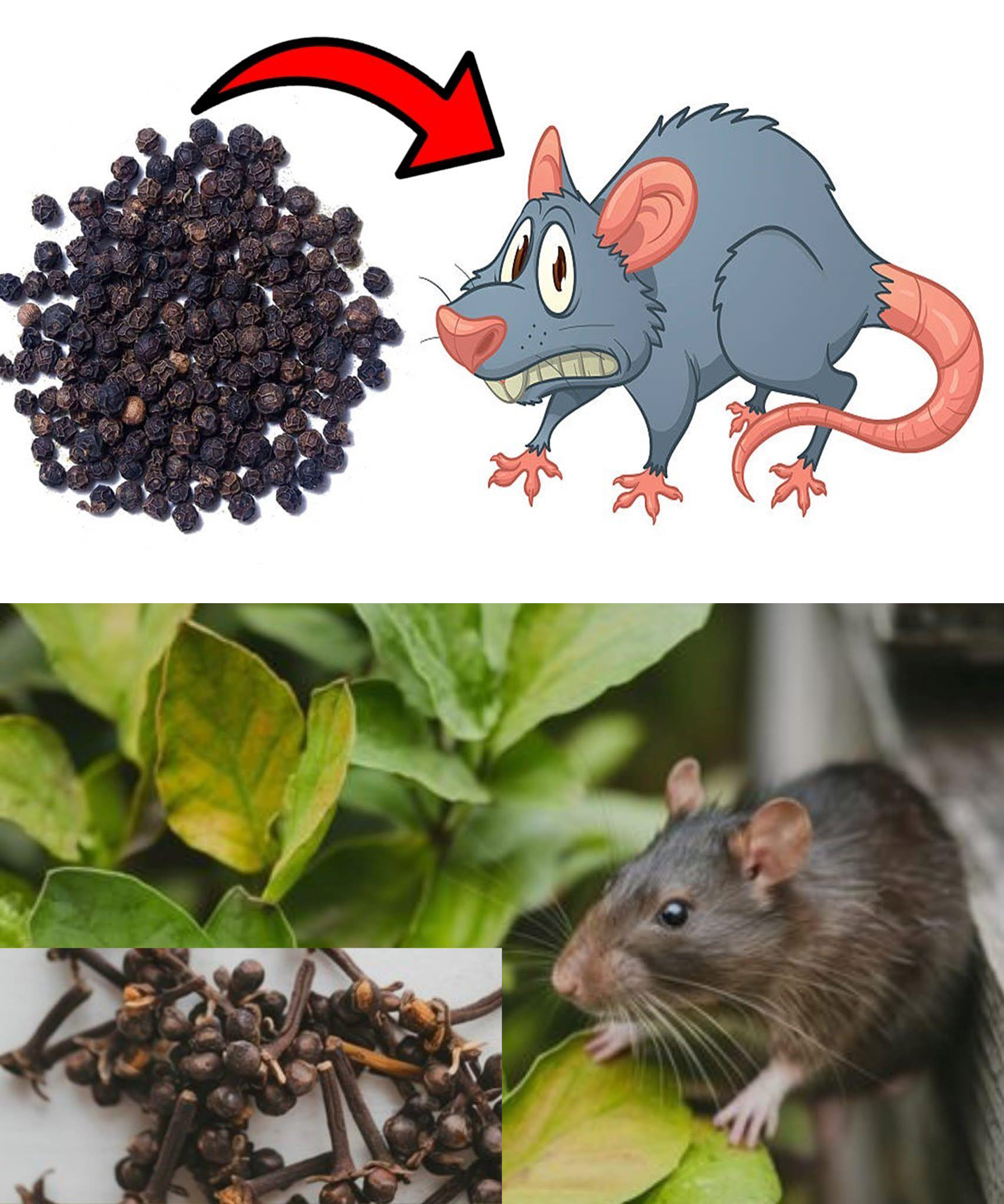 El repelente de ratas y ratones más eficaz de todos los tiempos: ¡desaparecerán rápido de tu casa!