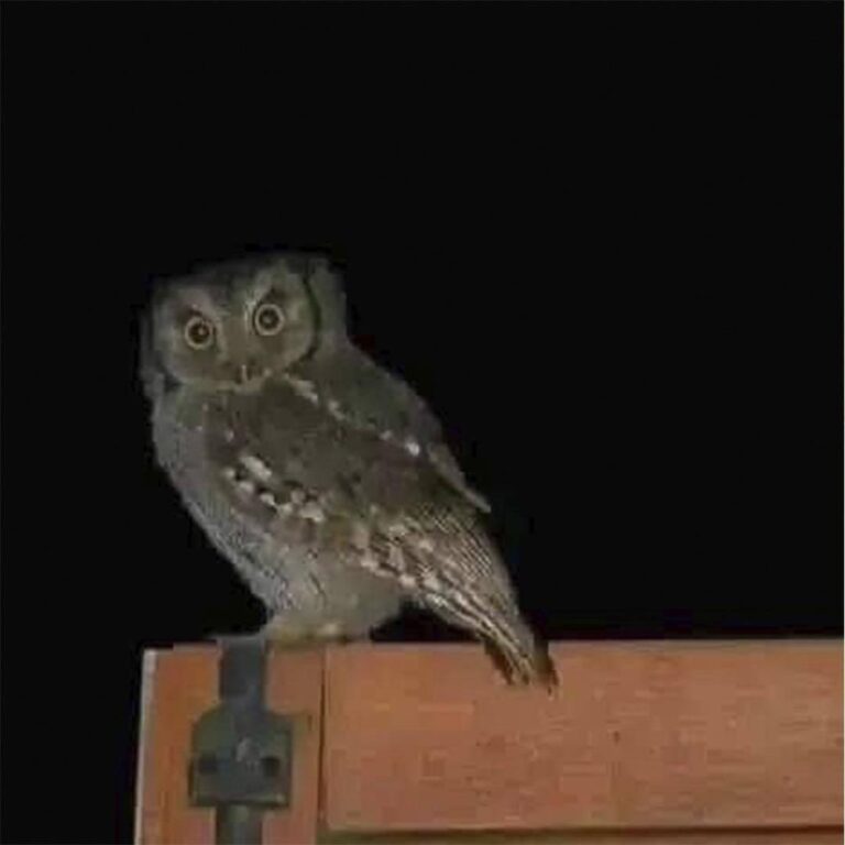 Sabías que las LECHUZAS rondan tu casa cuando va a pasar