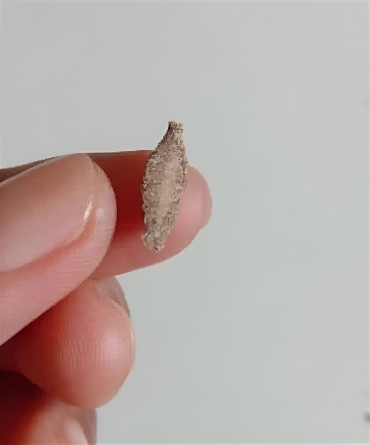 Kamitetep: La polilla que se adhiere a las paredes y lo que debes conocer