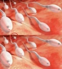 Los estudios revelan qué pasa cuando tragas el semen de tu pareja