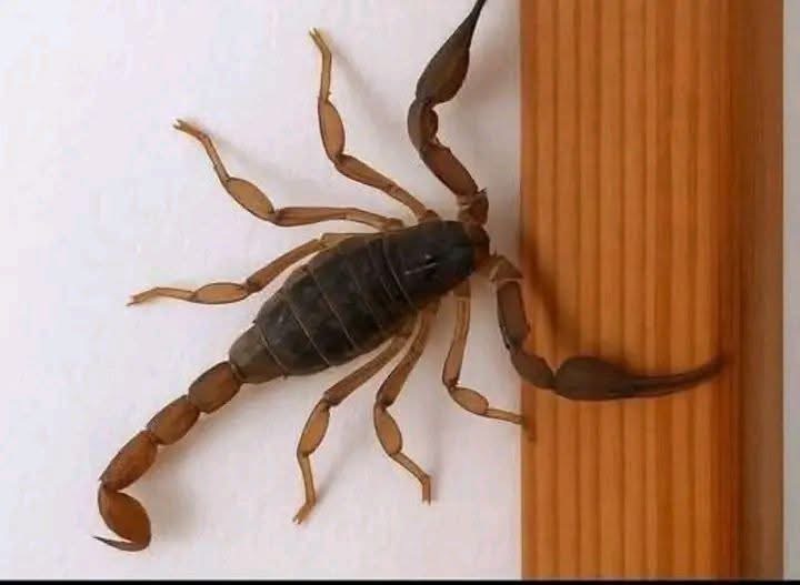 ¿Sabías que los alacranes te visitan cuando…? Motivos, señales, prevención y qué hacer si te pican