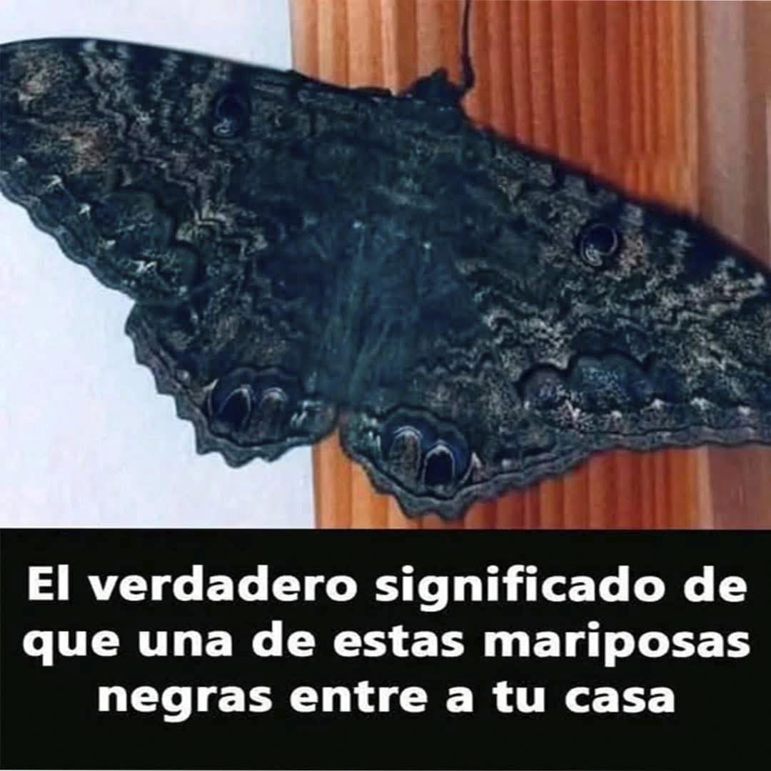 ¿Sabías que las mariposas negras te visitan cuando…? Significados, ciencia, mitos y qué hacer