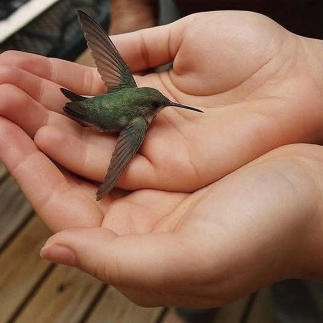 Sabías que si un colibrí llega a tu hogar significa…