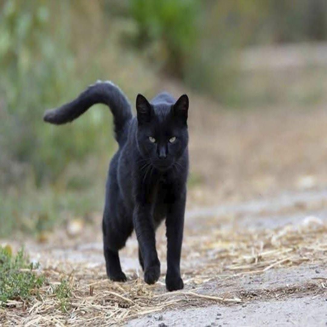 ¿Qué Significa Cuando un Gato Negro se te Acerca?