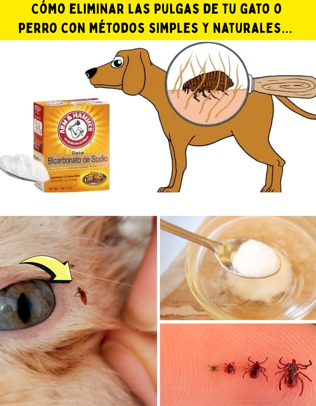 Cómo eliminar las pulgas de tu gato o perro con métodos simples y naturales
