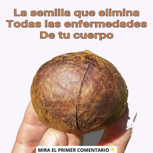 La semilla o hueso de aguacate elimina enfermedades