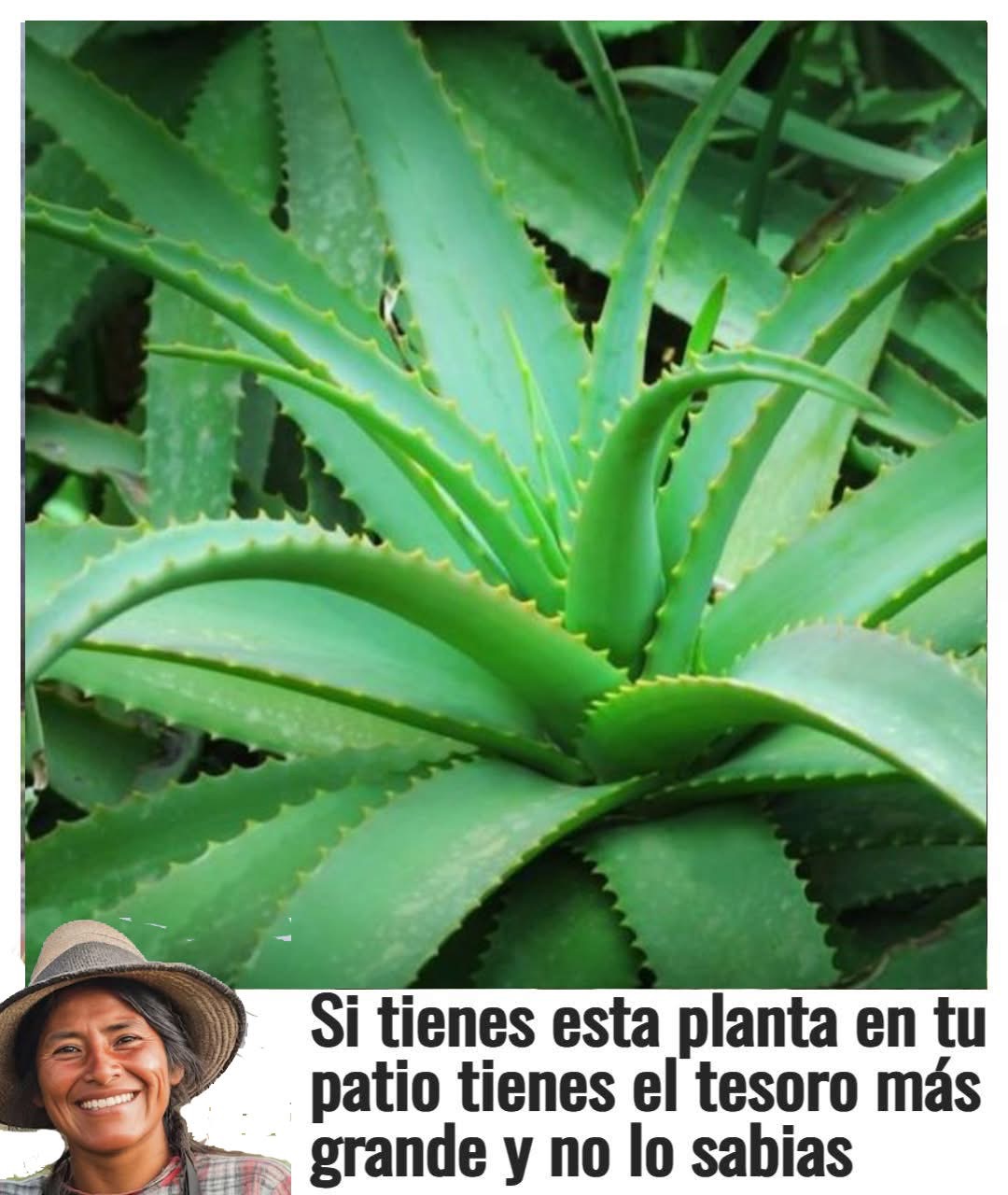 Si tienes una planta de sábila en tu patio tienes un tesoro