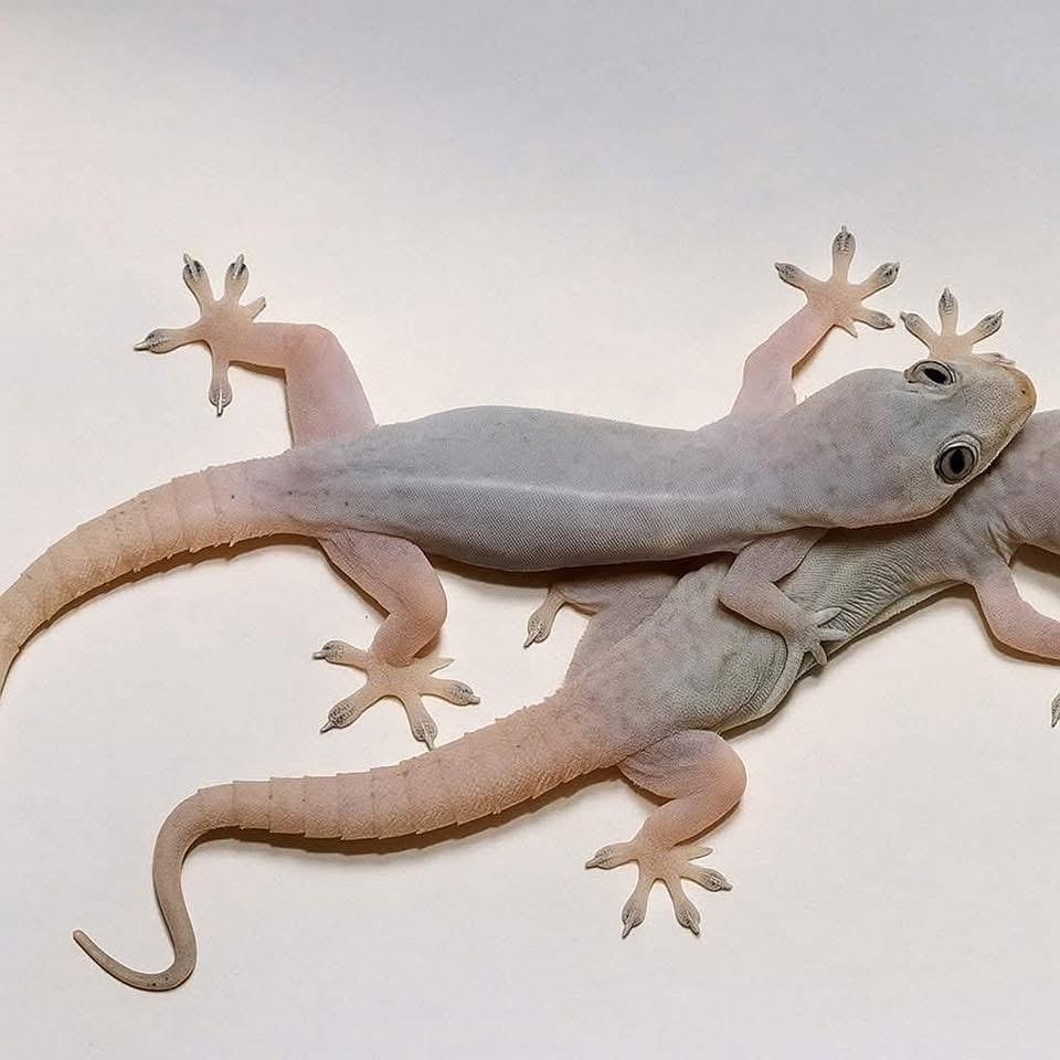 Beneficios de que un gecko entre en tu casa
