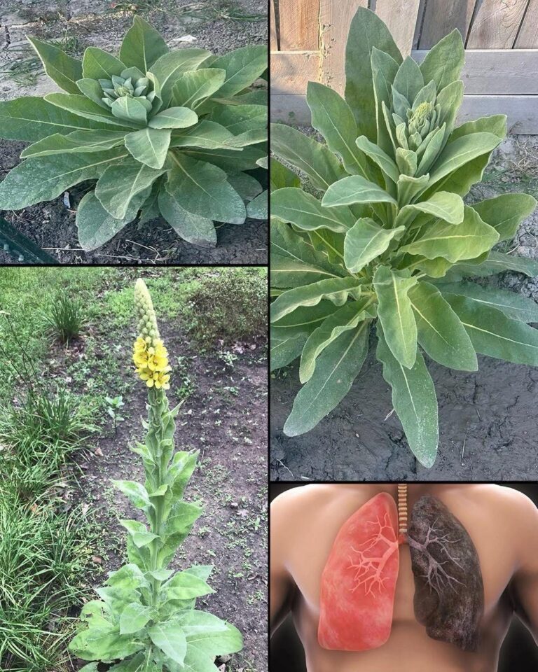 Encontrar esta planta es más valioso que encontrar dinero: el gordolobo, el tesoro natural que limpia los pulmones