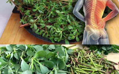 ¡Esta planta es más sabrosa que la carne! 8 razones para mantener la verdolaga en tu jardín img