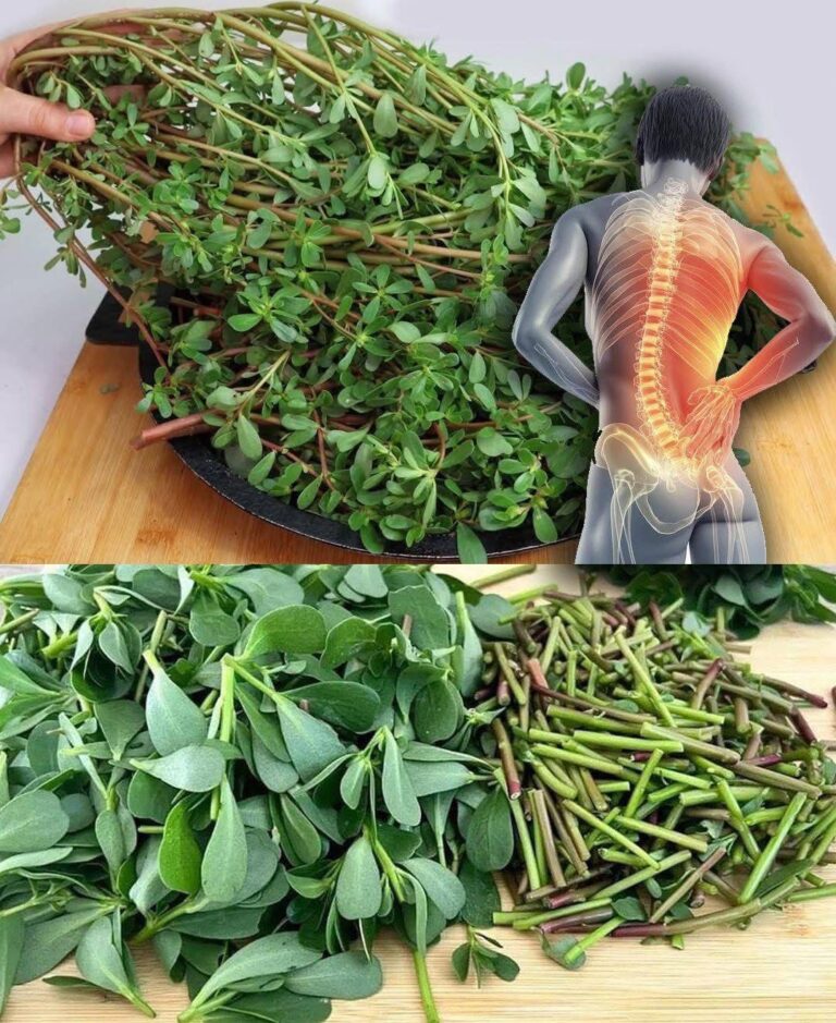 ¡Esta planta es más sabrosa que la carne! 8 razones para mantener la verdolaga en tu jardín