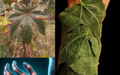 Ver esta planta (tártago) es como encontrar “oro” en el jardín img