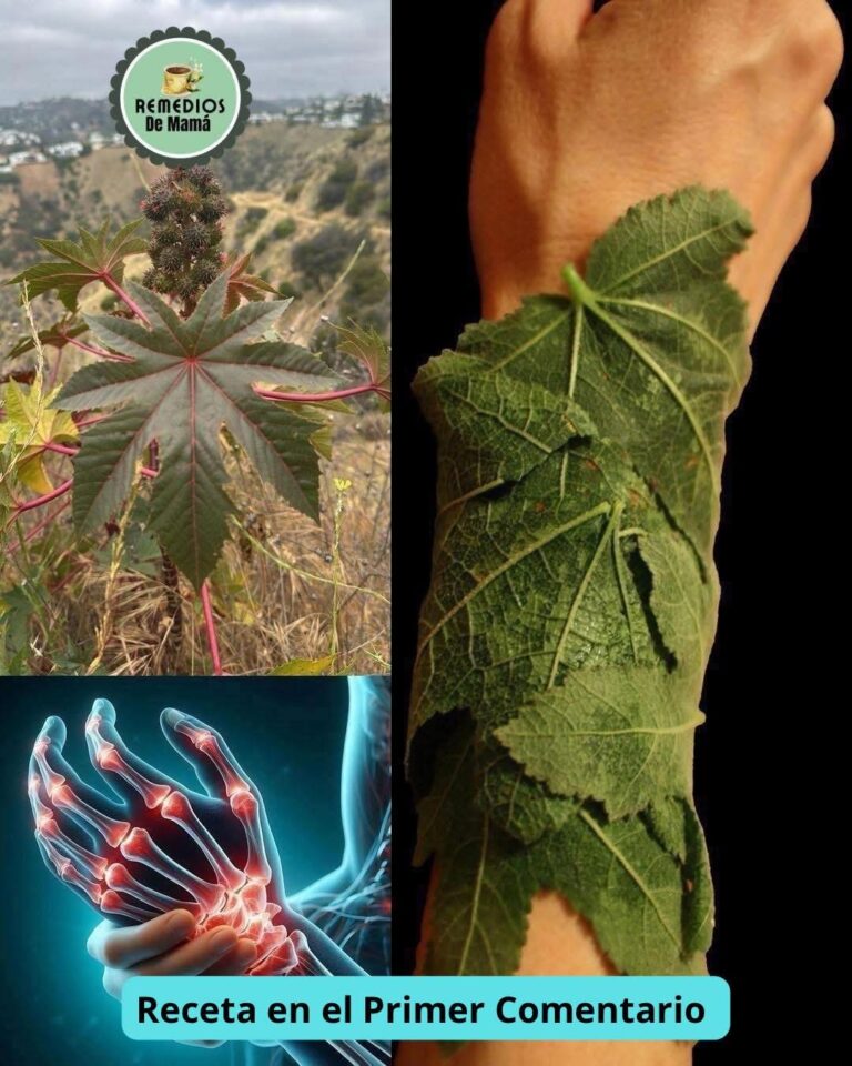 Ver esta planta (tártago) es como encontrar “oro” en el jardín