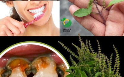 Albahaca Sagrada (Tulsi) para la Salud Bucal: Remedio Natural contra las Caries, Problemas de Encías, Mal Aliento y Dientes más Fuertes img