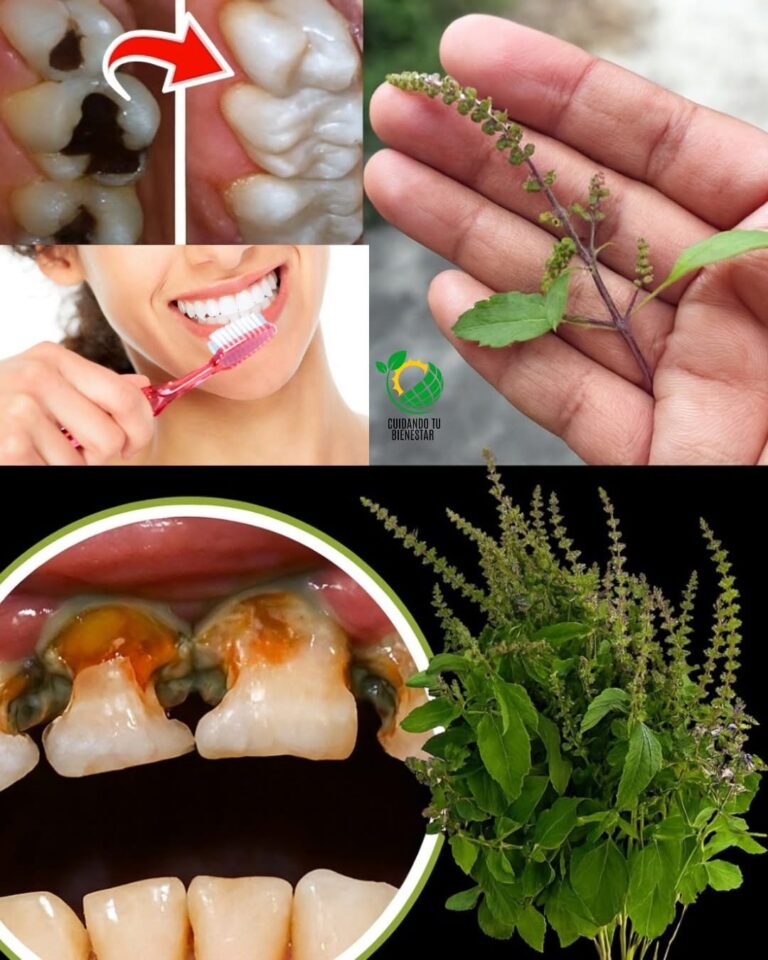 Albahaca Sagrada (Tulsi) para la Salud Bucal: Remedio Natural contra las Caries, Problemas de Encías, Mal Aliento y Dientes más Fuertes