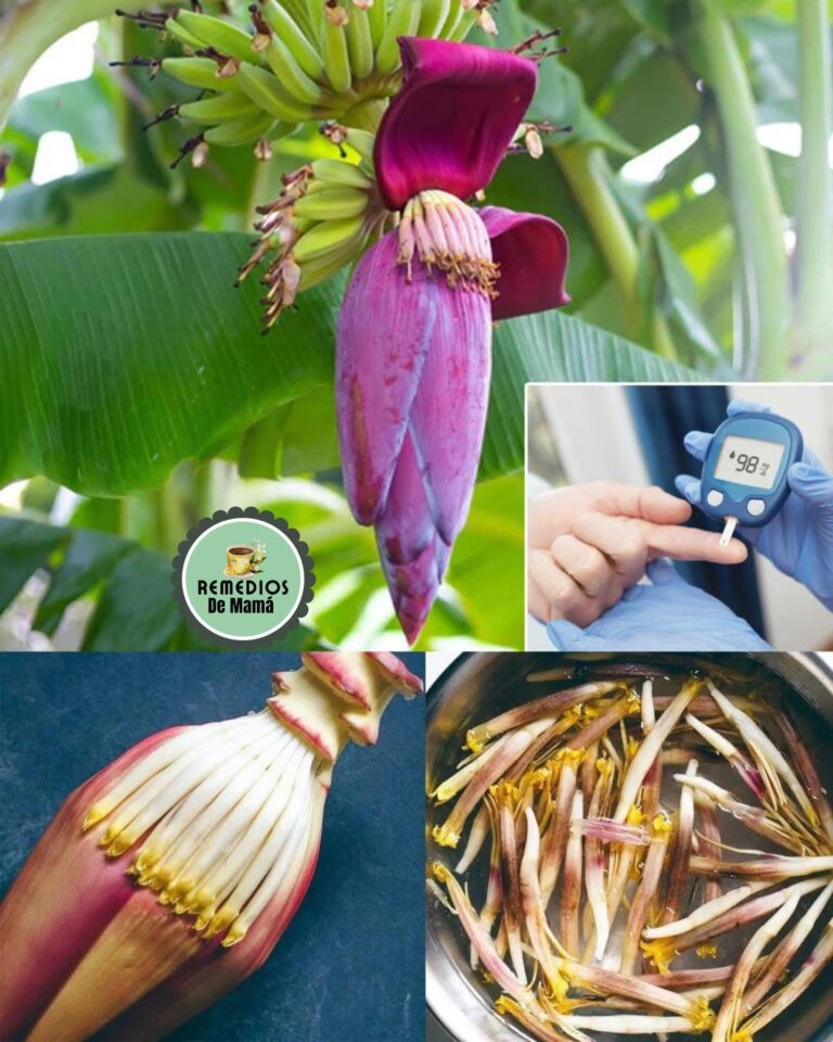 ¿Anemia o Diabetes? La Flor de Plátano Tiene la Solución