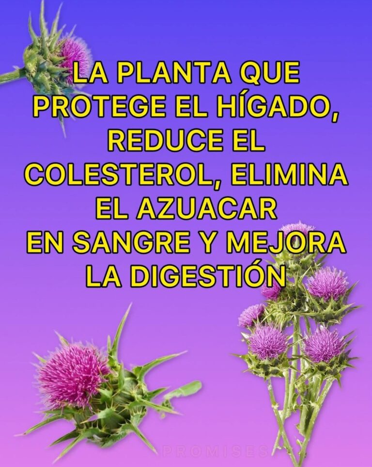 Plantas que protegen el hígado, reducen el colesterol, regulan el azúcar y mejoran la digestión