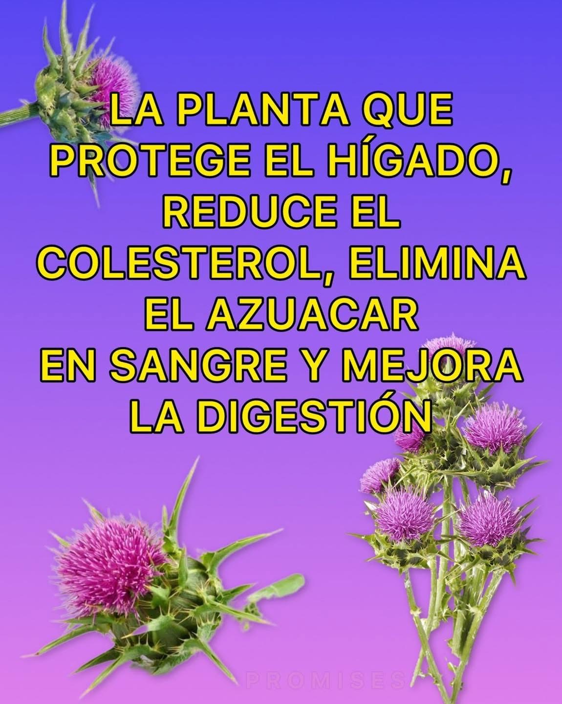 Plantas que protegen el hígado, reducen el colesterol, regulan el azúcar y mejoran la digestión
