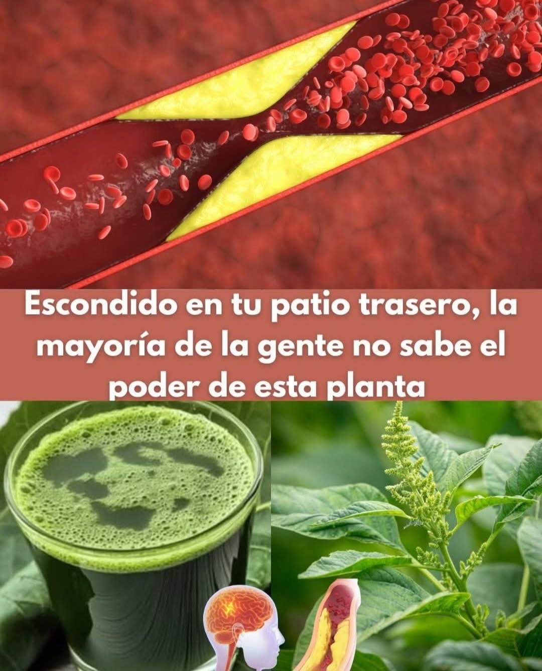 la llaman la planta milagrosa y la puedes tener en tu patio