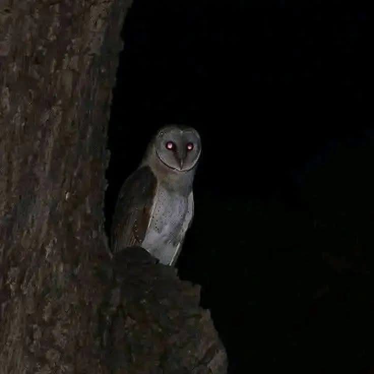 ¿Sabías que las lechuzas rondan tu casa? Mitos, ciencia y señales