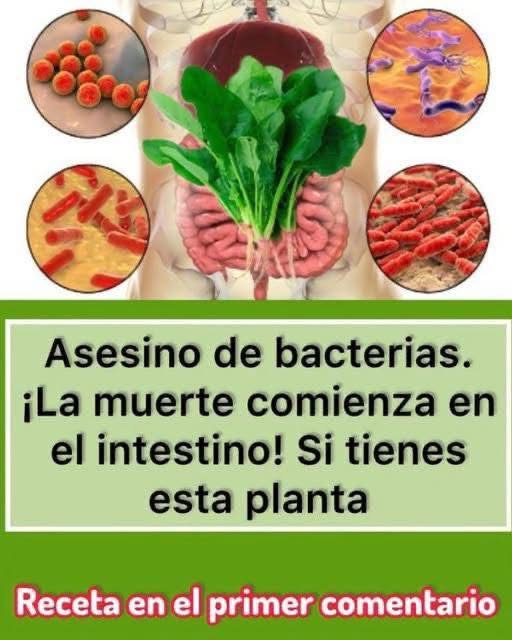 Dile a Dios a la baterías con esta milagrosa planta