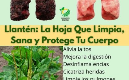 La hoja que limpia, sana y protege tu cuerpo img