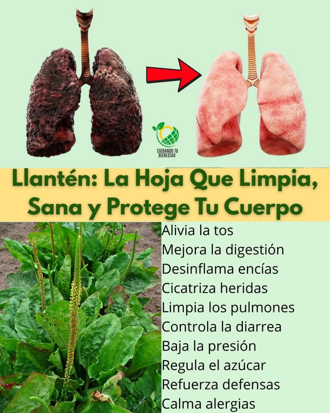 La hoja que limpia, sana y protege tu cuerpo