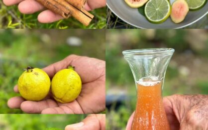 Toma el té de guayaba con canela: beneficios, receta y cómo aprovecharlo img