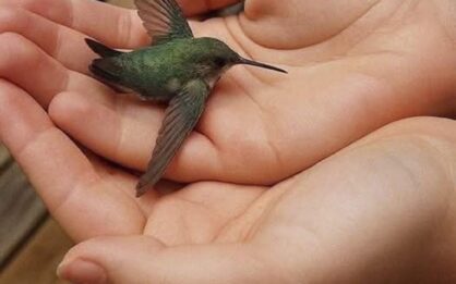 Si un colibrí te visita en tu casa, ¿cuál es el significado espiritual? img