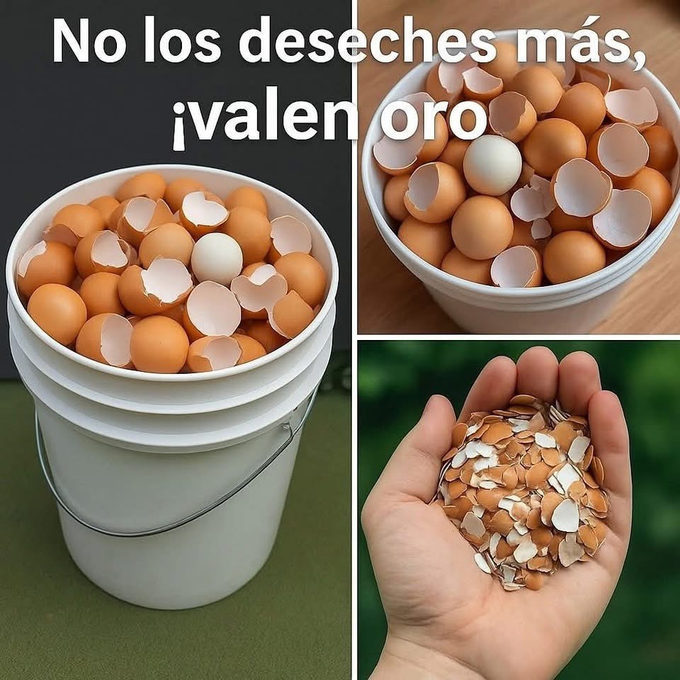 Aprovecha las Cáscaras de Huevo: Higiene, Ahorro y Usos Prácticos (Recetas e Indicaciones)