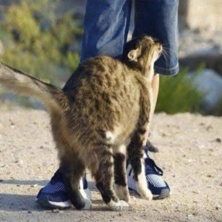 Sabías que un gato se frota contra ti cuando nota que tienes.