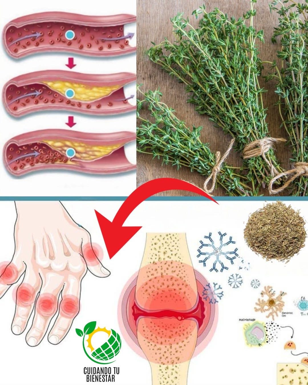 Tomillo: Usos Medicinales y Beneficios para la Salud