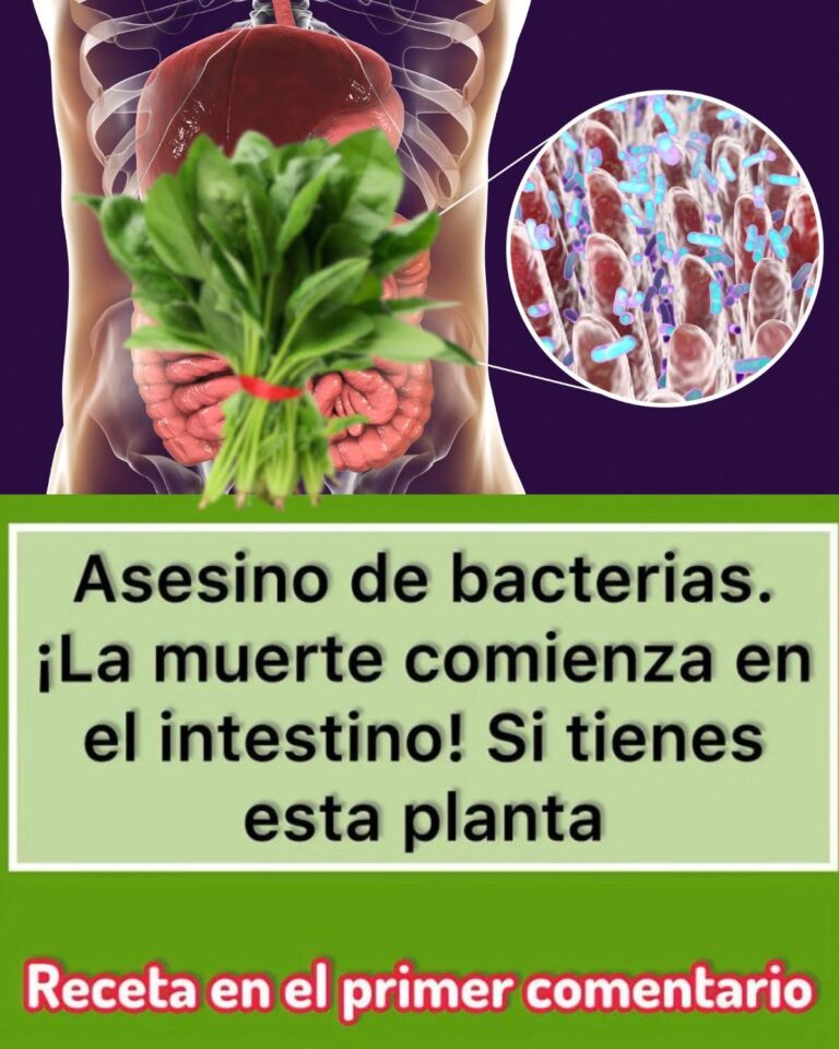 Asesino de bacterias: ¡La muerte comienza en el intestino! Si tienes esta planta, aprovéchala