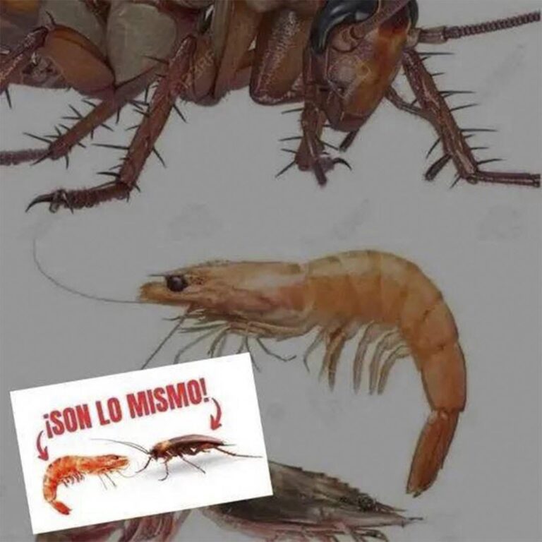 Insectos y Crustáceos: Más Parecidos de lo Que Imaginas (y Nutritivos También)