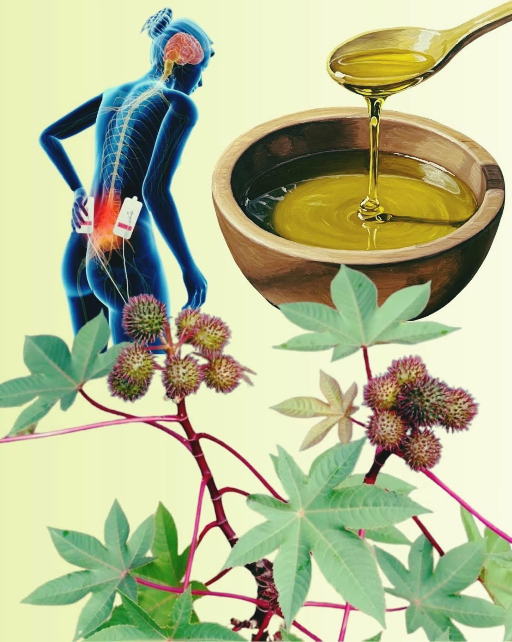 🌿 Aceite de Higuereta: Cómo Usarlo Para Mejorar Tu Salud y Transformar Tu Cabello