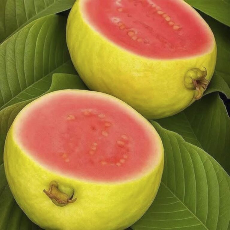 Médicos revelan que el consumo de guayaba produce sorprendentes beneficios