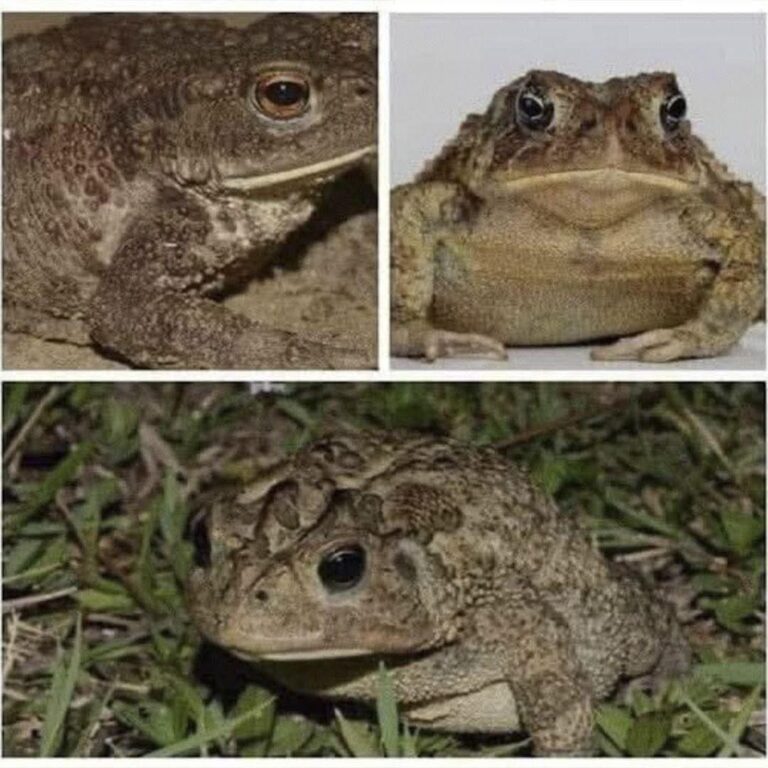 ¿Por qué aparecen sapos en tu casa? La verdad que pocos conocen y lo que significa