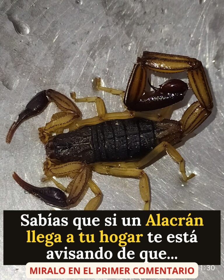 ¿Qué significa que aparezca un alacrán en tu casa? Lo que debes saber realmente