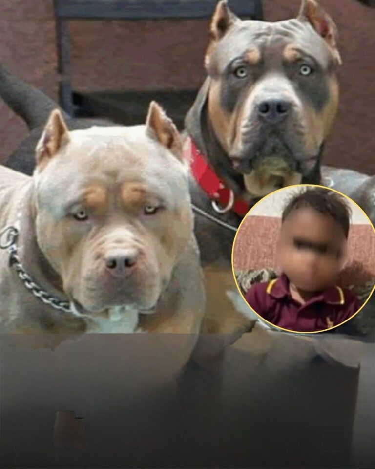 Tragedia en Colón: niño de 6 años muere tras ataque de perros y caso genera indignación