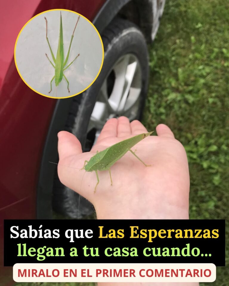 ¿Qué significa cuando una “esperanza” (insecto verde) llega a tu casa? 🤔🍃