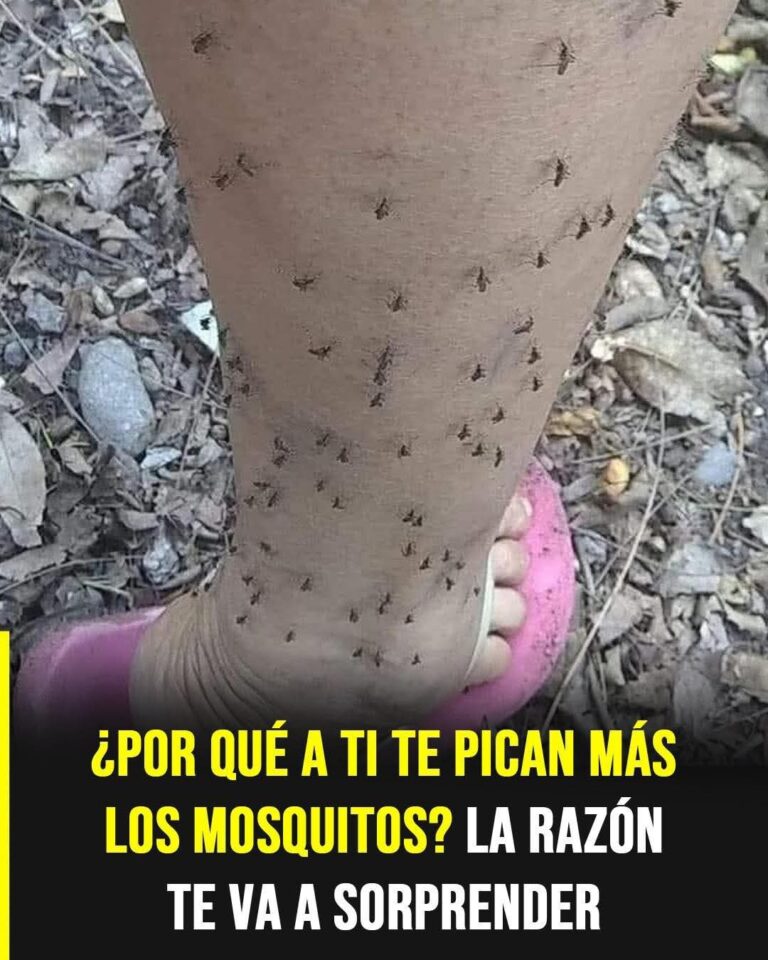 ¿Por qué los mosquitos te pican más a ti? La razón real te va a sorprender