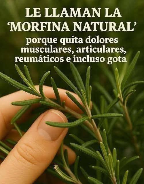 🌿 La planta natural que muchas personas usan para aliviar molestias (y casi nadie aprovecha bien)