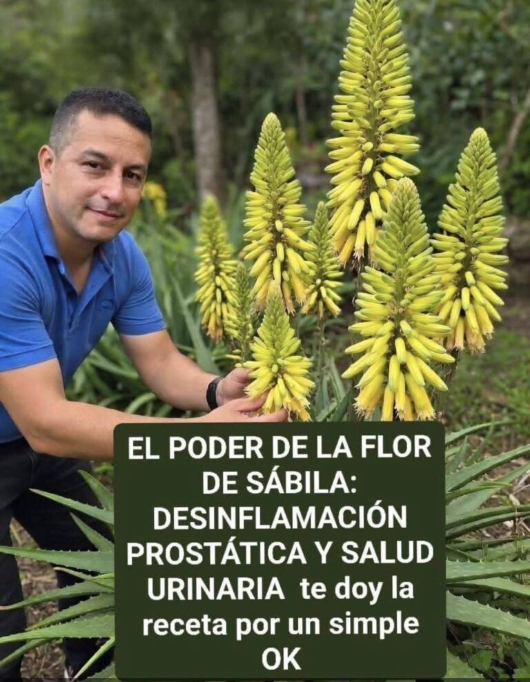 🌿 Flor de sábila y salud urinaria: lo que sí se sabe… y lo que no