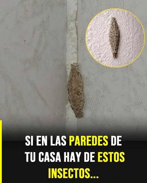 😨 ¿Te apareció esto en la pared? No es lo que crees…