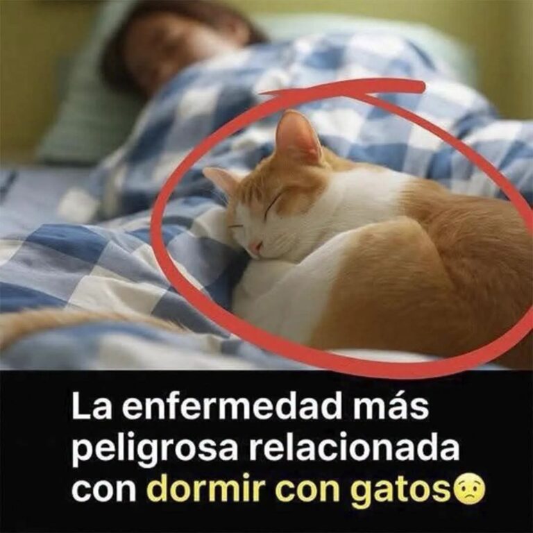 🐱 Dormir con gatos: ¿riesgo real o mito exagerado?