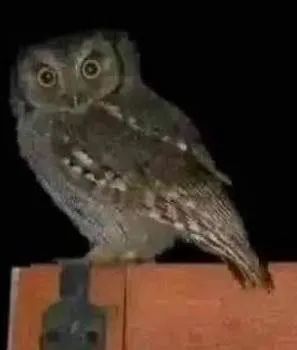 😨 ¿Por qué las lechuzas rondan tu casa? Lo que muchos creen… y lo que realmente pasa