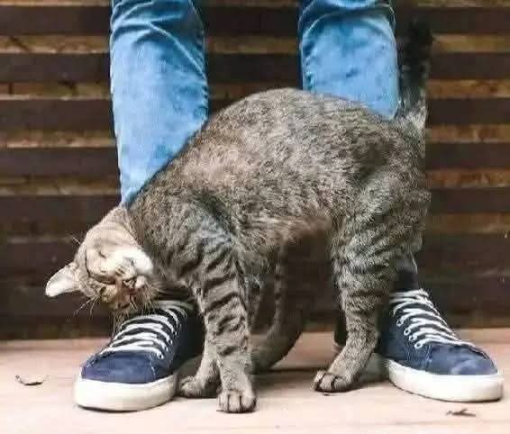 😺 ¿Sabías por qué tu gato se frota contra ti? La verdad que muchos desconocen
