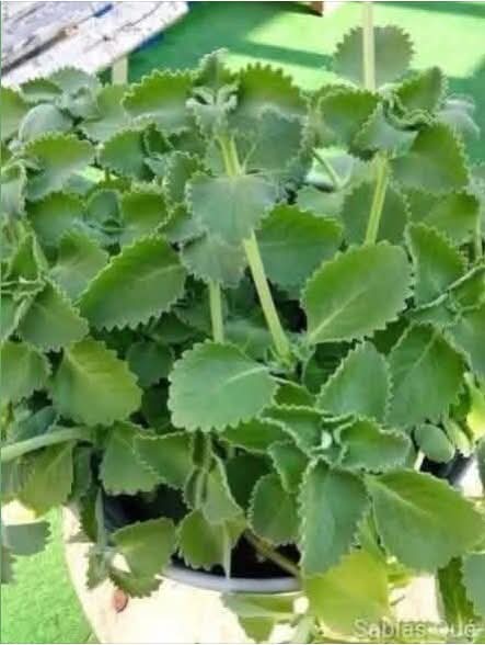 🌿 Té de orégano por 10 días: lo que realmente puede hacer por tu cuerpo