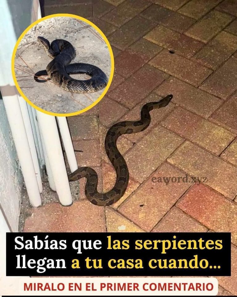 😱 ¿Por qué las serpientes llegan a tu casa? Esto es lo que realmente pasa