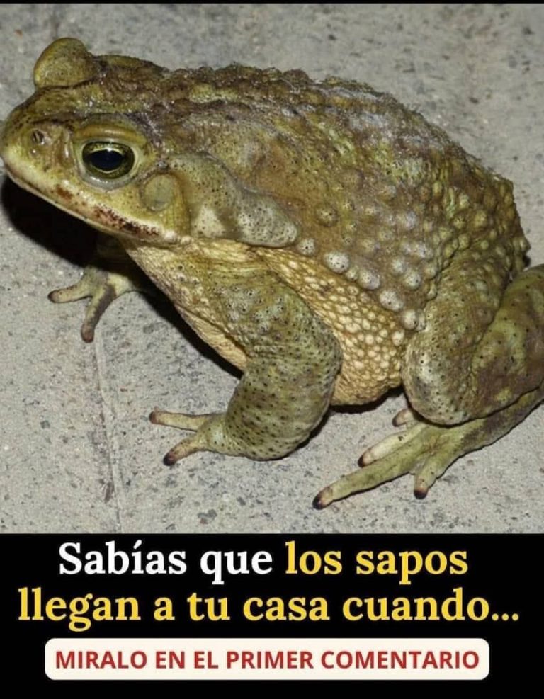 😱 ¿Por qué los sapos llegan a tu casa? Esto es lo que realmente significa